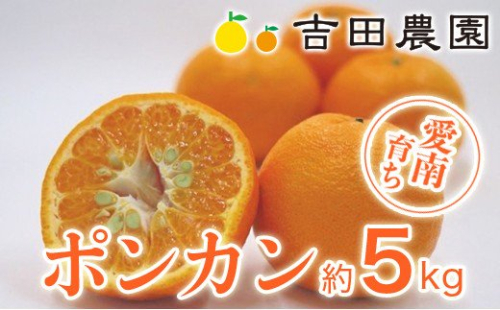 数量限定 先行予約 ポンカン 5kg 13000円 ぽんかん 国産 みかん mikan 蜜柑 ミカン 産地直送 農家直送 期間限定 特産品 ギフト プレゼント ゼリー ジュース アイス 冷凍 みかん 等に 人気 限定 甘い フルーツ 果物 柑橘 美味しい おいしい 小玉 含む ジューシー サイズ ミックス 吉田農園 愛南町 愛媛県 129444 - 愛媛県愛南町