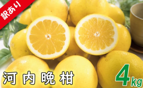 訳あり 河内晩柑 サイズ不揃い 約4kg