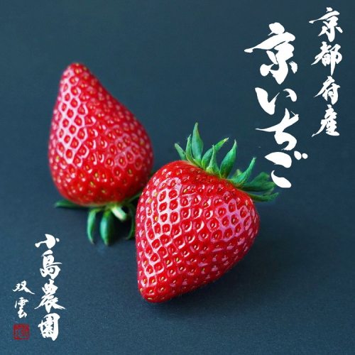 来シーズン予約受付 高級 京いちご 完熟 朝採れ 約1,000g（250g 4パック）小島農園 紅ほっぺ おいCベリー スターナイトから厳選≪訳あり 苺 イチゴ ≫離島への配送不可 ※2026年1月中旬～5月下旬頃に順次発送予定 1298284 - 京都府亀岡市