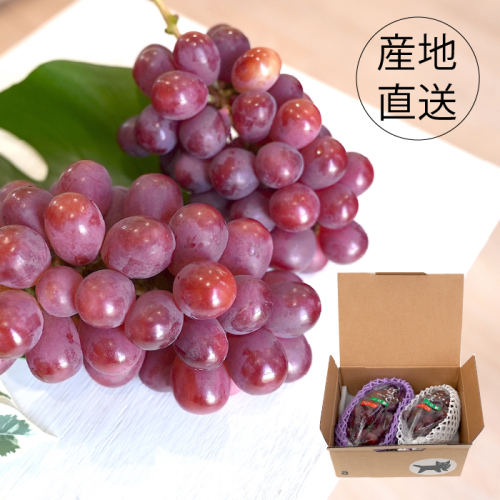 【2025年8月下旬から発送】朝採り！タネなしサニードルチェ　2kg箱　小沢農園[5839-1226] 1305842 - 山梨県市川三郷町