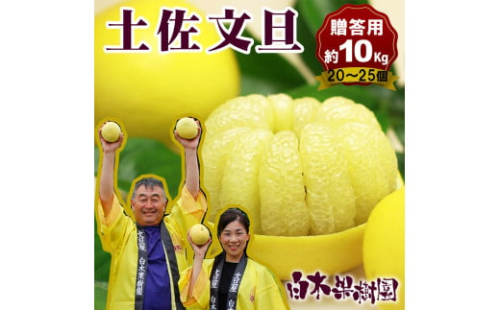 【果樹園直送】土佐文旦特選品贈答用　約10kg　L～2L　（20～25個）　果物　柑橘　フルーツ　ぶんたん　ブンタン　文旦　高知県土佐市　お取り寄せ 産地直送　おいしい 美味しい　返礼品　白木果樹園 1309387 - 高知県土佐市
