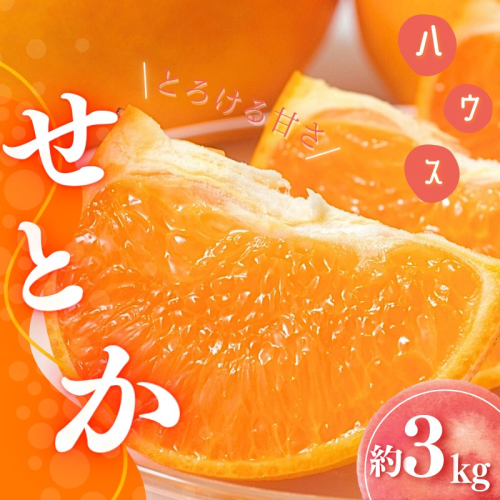 【先行予約】Lから3Lのサイズ混合 橋本農園のハウスせとか 3kg 【2025年2月初旬から2月末までに順次発送】 / せとか ハウスせとか L 2L 3L みかん 蜜柑 柑橘 フルーツ 果物 くだもの 先行予約 1311452 - 三重県紀宝町