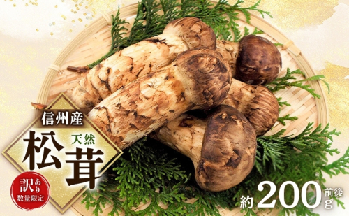 【訳あり】数量限定/信州産「天然松茸」(約200g前後) 1311502 - 長野県駒ヶ根市