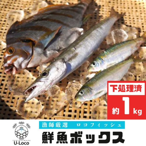 漁師厳選！ロコフィッシュ(地魚) 下処理済 鮮魚 ボックス(約1kg) 1312112 - 鹿児島県肝付町