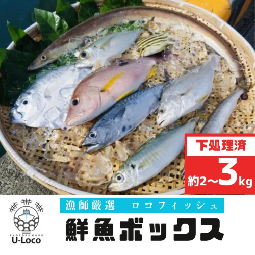  漁師厳選！ロコフィッシュ(地魚) 下処理済 鮮魚 ボックス(約2～3kg) 1312117 - 鹿児島県肝付町