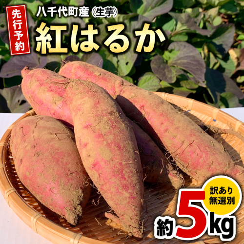 訳あり さつまいも 紅はるか 約 5kg 土付き 無選別 茨城 八千代町産 生芋 サツマイモ さつま芋 焼き芋 やきいも 芋 イモ 野菜 不揃い 規格外 長期熟成 おやつ デザート 秋 旬 農家直送 5000円 【 先行予約 2025年10月下旬以降発送 】 [AX046ya] 1317782 - 茨城県八千代町