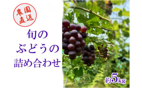 Y4　ぶどう の 詰合せ　約 5kg　 （ 紫玉 ・ ピオーネ ・ オリエンタルスター ・ シャインマスカット 等   旬 の 品種 セット  ） 1317962 - 兵庫県宍粟市