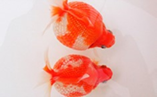 大人気！国産ピンポンパール 生き物  13186 - 香川県東かがわ市