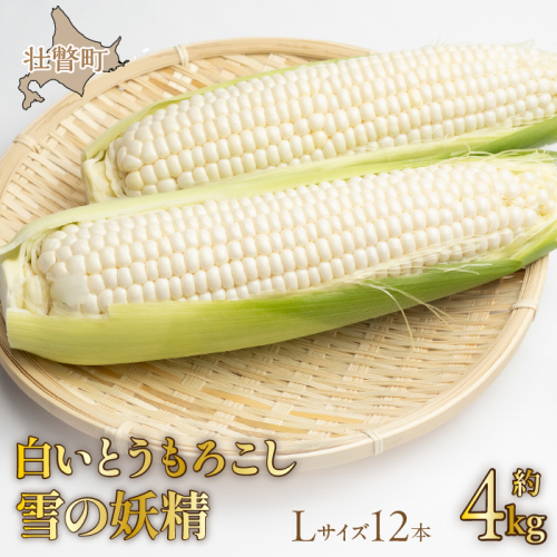 <2025年9月上旬よりお届け>【朝採り】北海道壮瞥産 白いとうもろこし「雪の妖精」Lサイズ12本(約4kg) SBTQ001 1326210 - 北海道壮瞥町