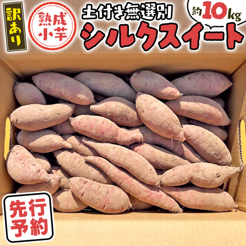 【 先行予約 2025年11月下旬以降発送 】【 訳あり 】 八千代町産 熟成 小芋 シルクスイート 生芋 土付き 10kg さつまいも サツマイモ 芋 イモ ふるさと納税 6000円 訳アリ [AX050ya] 1330142 - 茨城県八千代町