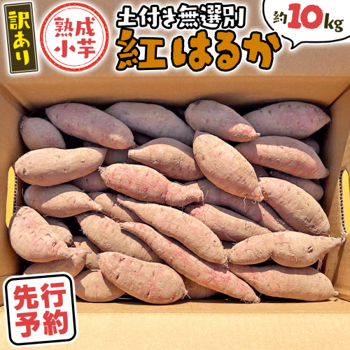 【 先行予約 2025年11月下旬以降発送 】【 訳あり 】 八千代町産 熟成小芋 紅はるか 生芋 土付き 10kg さつまいも サツマイモ 芋 イモ ふるさと納税 6000円 訳アリ [AX052ya] 1330193 - 茨城県八千代町