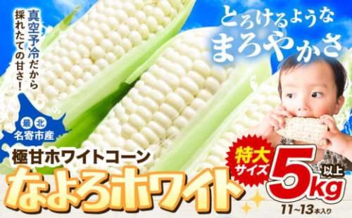 【先行予約】 受付中  とうもろこし ホワイトコーン 「 なよろホワイト 」 5kg 以上 11～13本  【2025年8月上旬-9月中旬頃出荷】特大 サイズ北海道 朝採り 真空予冷 冷蔵 高糖度 ピュアホワイト トウモロコシ ギフト お中元 コーン