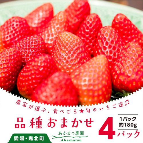 【2026年春収穫分】【先行受付】【品種お任せ】 いちご4パック ｜ レッドパール 紅い雫 紅ほっぺ かおり野 イチゴ 苺 フルーツ あかまつ農園 ※2026年2月中旬～3月中旬頃に順次発送予定 1331898 - 愛媛県鬼北町
