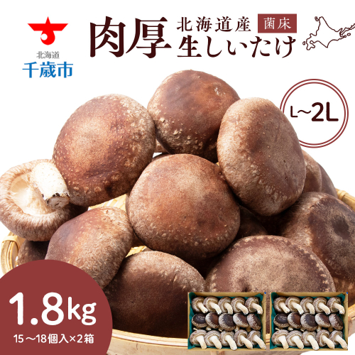 菌床 生しいたけ 900g×2 大きい 肉厚 シイタケ 椎茸 生椎茸 生シイタケ 千歳 北海道 《 あしだファーム 》 1332142 - 北海道千歳市