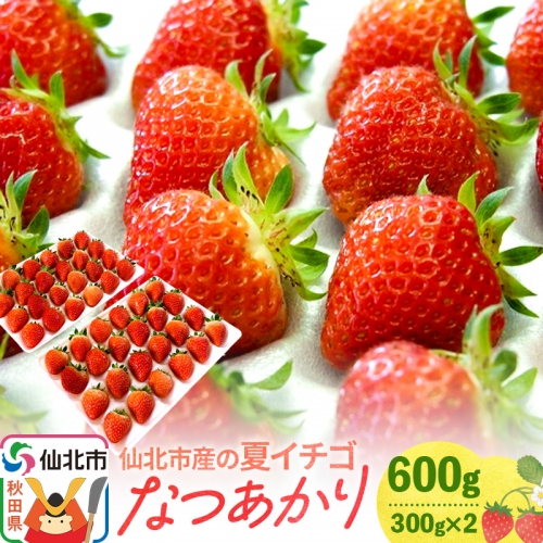 《2024年6月下旬以降発送》仙北市産の夏イチゴ なつあかり 600g（300g×2） 1335891 - 秋田県仙北市