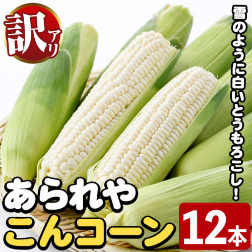 訳あり！白いとうもろこし「あられやこんコーン」(12本) 国産 トウモロコシ 玉蜀黍 ホワイト コーン 野菜 糖度 夏 イネ科 数量限定 期間限定 訳アリ 旬 【うとさんち】akn067-05 1336378 - 鹿児島県阿久根市