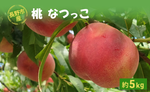 長野市産桃「なつっこ」約5kg 1341047 - 長野県長野市
