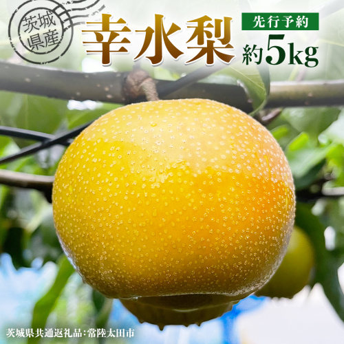 【 先行予約 】茨城県産 梨 幸水 約 5kg 11玉～16玉 ( 茨城県共通返礼品 : 常陸太田市 ) 【 2025年8月中旬発送予定】 フルーツ 果物 国産 日本産 梨 ナシ なし 和梨 期間限定 数量限定 1342325 - 茨城県牛久市