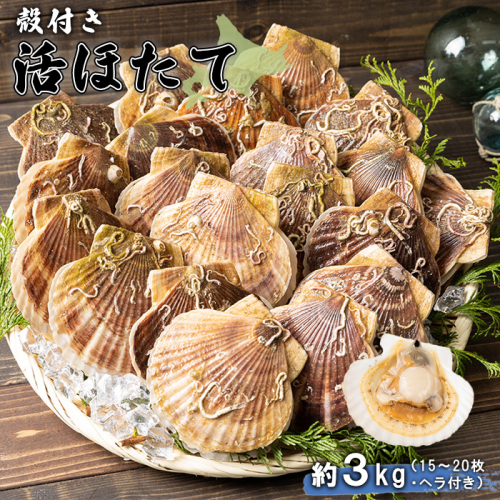 【予約受付開始！】北海道 羽幌町産 殻付き活ホタテ 約3kg（15～20枚・ヘラ付き）【0910203】 1342331 - 北海道羽幌町