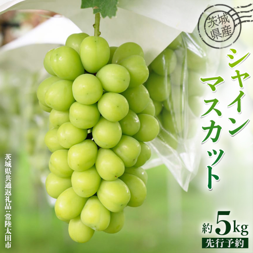 【 先行予約 】茨城県産 シャインマスカット 約 5kg 6房入り ( 茨城県共通返礼品 : 常陸太田市 )【 2025年 9月中旬頃より発送 】 シャインマスカット フルーツ ぶどう 葡萄 ブドウ マスカット 果物 期間限定 数量限定 1342437 - 茨城県牛久市