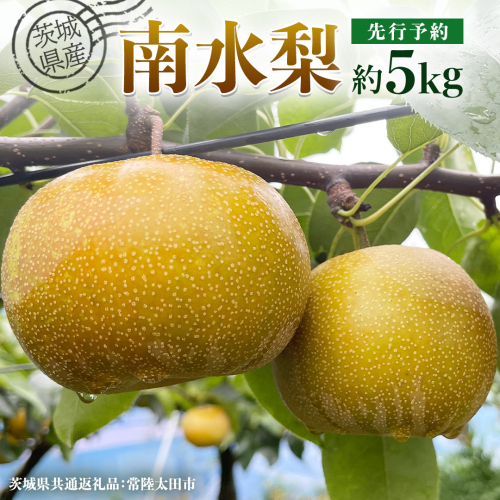 【 先行予約 】茨城県産 梨 南水 約5kg 11玉～16玉( 茨城県共通返礼品 : 常陸太田市 )【 2025年 9月中旬頃より発送 】 フルーツ 果物 国産 日本産 梨 ナシ なし 和梨 期間限定 数量限定 1342485 - 茨城県牛久市