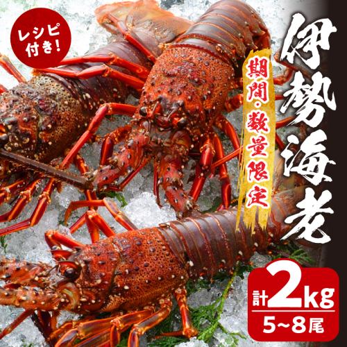 先行予約≪数量限定≫伊勢海老(計2kg) えび 魚介 海鮮 国産_T013-002 1350523 - 宮崎県都農町