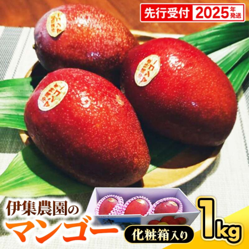 【化粧箱入】【先行受付・2025年発送】伊集農園 沖縄県産マンゴー（贈答用）約1kg 1351721 - 沖縄県八重瀬町