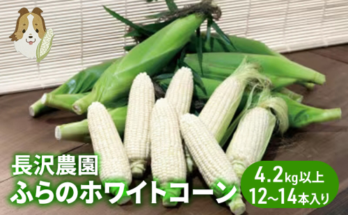 【先行受付  2026年発送】ふらのホワイトコーン 計 4.2kg 以上 (12～14本入) 白 とうもろこし ホワイトクリスピー 野菜 北海道 富良野 ふらの ギフト 長沢農園 1352328 - 北海道富良野市