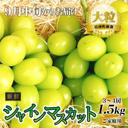 新鮮フルーツ シャインマスカット 1.5kg 果物 くだもの ご家庭用【9月中旬からお届け】 1353040 - 島根県邑南町