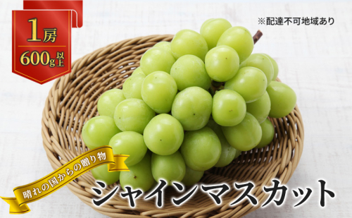 【2025年先行予約】 ぶどう 岡山県産 晴れの国からの 贈り物 シャインマスカット 1房（600g以上） 《2025年9月上旬-10月中旬頃出荷》 葡萄 ブドウ フルーツ 果物 スイーツ 数量限定 期間限定 岡山 里庄町  1353291 - 岡山県里庄町