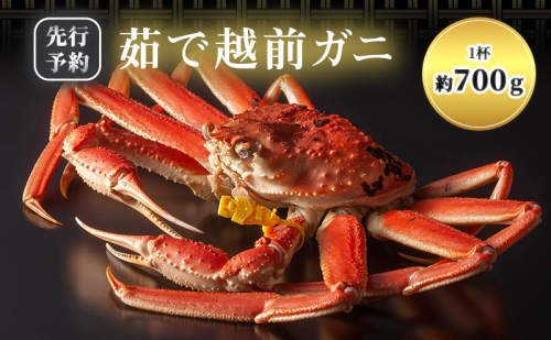 【年明け出荷】茹で越前ガニ【期間限定】 約700g以上×1杯 茹でガニ 蟹 かに 越前がに 越前ガニ ズワイガニ ずわい蟹 ずわいがに ボイルガニ 魚介 魚介類 海鮮 福井県 福井  1359862 - 福井県若狭町