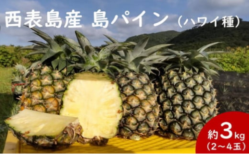 2026年 先行予約 島パイン (ハワイ種) 約3kg 2〜4玉 パイナップルの王道 西表島産 パイン 果物 フルーツ 026-a015_2026 1360239 - 沖縄県竹富町