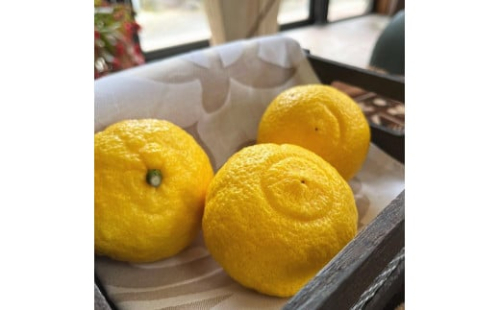 有田育ちの 完熟 はるかみかん（ご家庭用）約3kg［先行予約］［MS52］ 1361050 - 和歌山県上富田町