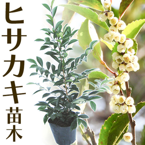 植木ヒサカキ(びしゃこ)苗木[高さ約40cm×1本] 農事組合法人 桃山町植木組合《90日以内に出荷予定(土日祝除く)》和歌山県 紀の川市 植木 植物 ヒサカキ 送料無料 1362177 - 和歌山県紀の川市