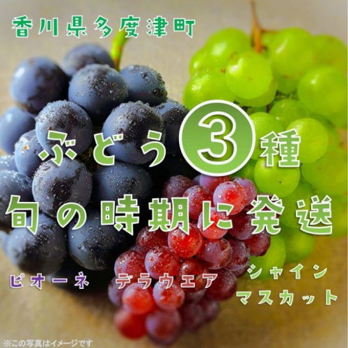 【定期便】ぶどう3種たべくらべ　旬のぶどう1種類ずつお届け【D-12】 1363210 - 香川県多度津町