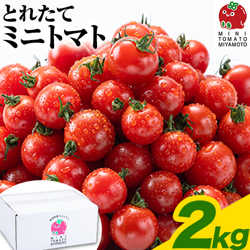 ミニトマト とれたてミニトマト 2kg トマト 野菜 サラダ ダイエット おやつ パスタ マリネ 有機肥料 ミニトマト宮本《30日以内に出荷予定(土日祝除く)》 熊本県 長洲町 送料無料 トマト とまと 野菜 国産 熊本県産 1366835 - 熊本県長洲町