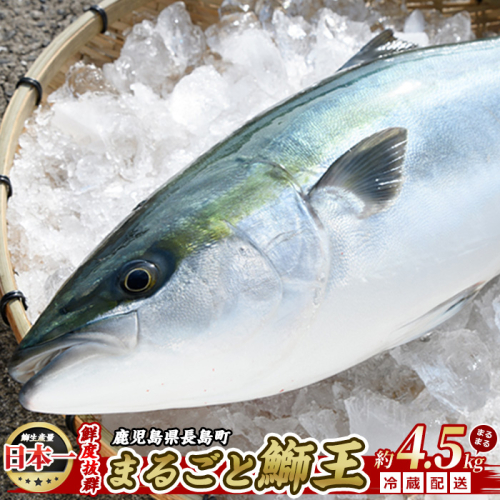 【先行予約 2025年10月より順次発送】 テレビで紹介ぶりの王様「 鰤王 」 まるごと 1本 （約4.5kg） ラウンド 先行予約 産地直送 長島町 特産品 ブランド 鰤 冷蔵 ふるさと納税 ぶり 刺身 ぶりしゃぶ ぶり大根 海鮮丼【JFA】jfa-1260 1371659 - 鹿児島県長島町