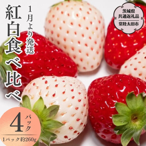 【 2026年 先行予約 】紅白 食べ比べセット いちご（ 4パック × 1箱 ) （茨城県共通返礼品／常陸太田市） 2026年1月上旬発送開始 フルーツ 苺 イチゴ いちご 新鮮 朝採れ 茨城県 桧山FRUITFARM [DY018sa] 1376235 - 茨城県桜川市