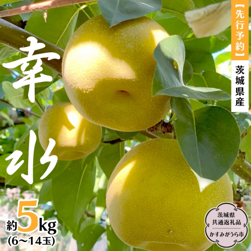 【 先行予約 】 茨城県産 梨 幸水 約5kg 6玉～14玉 (茨城県共通返礼品 かすみがうら市) (2025年8月上旬発送開始) 産地直送 久保田果樹園 フルーツ 甘い 直送 茨城 限定 ギフト 梨 幸水 こうすい 果物 [DH001sa] 1376842 - 茨城県桜川市