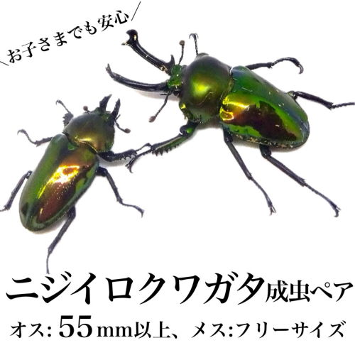 ニジイロクワガタ 成虫ペア オス(55mm以上) メス(フリーサイズ) 1379561 - 鹿児島県肝付町