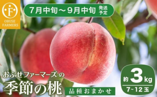 季節の桃 約3kg 7～12玉［ おぶせファーマーズ ］桃 もも モモ ピーチ フルーツ 果物 たまき なつき あかつき 川中島白鳳 なつっこ 川中島白桃 黄金桃 だて白桃 先行予約 長野県産 信州産 クール便 冷蔵便 お取り寄せ 産地直送 数量限定 産地 直送 令和7年産【2025年7月中旬～9月中旬発送】［F-62］