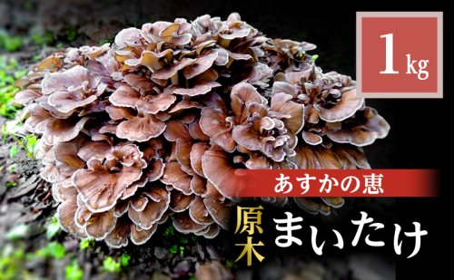 舞茸 岐阜 原木まいたけ1kg 【揖斐川町】  1384820 - 岐阜県揖斐川町