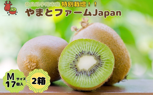 ＜12月以降順次発送＞ こだわり プレミアムキウイフルーツ Mサイズ 17個×2箱入 追熟処理済／ ふるさと納税 キウイ キウイフルーツ ギフト 栄養 果物 お土産 化学肥料不使用 特別栽培 塩 奈良県 宇陀市 やまとファームJAPAN 1385672 - 奈良県宇陀市