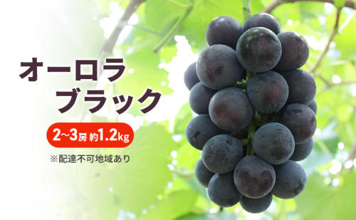 ぶどう 2025年 先行予約 オーロラブラック 2～3房 約1.2kg ブドウ 葡萄 岡山 国産 フルーツ 果物 1389846 - 岡山県里庄町