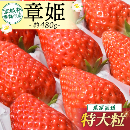 【2026年1月中旬以降発送】 いちご 章姫 480g 前後( 特大粒 ) いちご 苺 イチゴ 果物 フルーツ 箱入り 完熟 真っ赤 おいしい 甘い 評判 農家直送 産地直送 鮮度 抜群 好評 人気 ハウス栽培 あきひめ 舞鶴 京都 嵯峨根農園 1392863 - 京都府舞鶴市