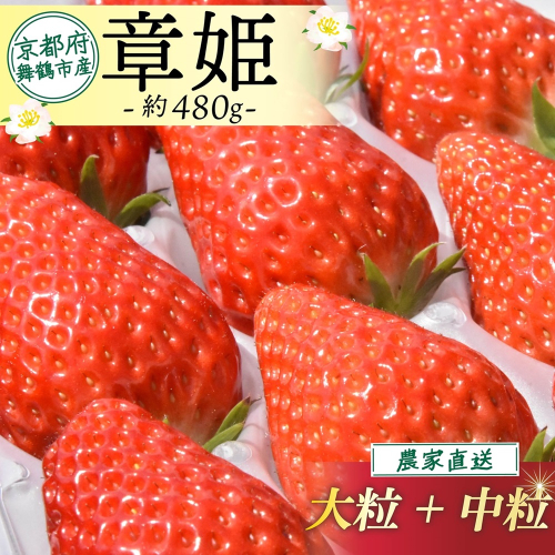 【2026年1月中旬以降発送】 いちご 章姫 480g前後 ( 大粒 + 中粒 ) いちご 苺 イチゴ 果物 フルーツ 箱入り 完熟 真っ赤 おいしい 甘い 評判 農家直送 産地直送 鮮度 抜群 好評 人気 ハウス栽培 あきひめ 舞鶴 京都 嵯峨根農園 1392864 - 京都府舞鶴市