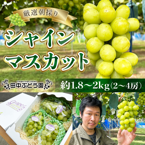 厳選朝採りシャインマスカット 約1.8～2.0kg（2～4房）シャインマスカット　ぶどう詰め合わせ ぶどう ブドウ 果物 フルーツ 田中ぶどう園 大阪 河内長野 マスカット 種なし 1393730 - 大阪府河内長野市