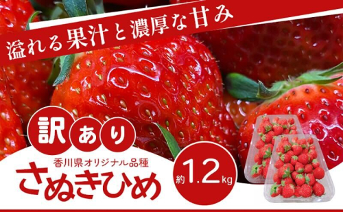 訳あり さぬきひめ 1.2kg 香川県産 苺 イチゴ フルーツ 果物 くだもの 旬のフルーツ 旬の果物 不揃い ジャム 加工 加工食品 訳アリ 香川 香川県 東かがわ市 1394603 - 香川県東かがわ市