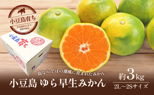 【 小豆島 】小豆島 ゆら早生みかん 約3kg 柑橘 みかん ミカン 果物 フルーツ ゆら早生 ジューシー くだもの 国産 香川 香川県 土庄 土庄町 1394645 - 香川県土庄町