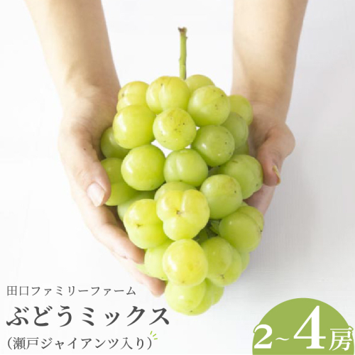 【田口ファミリーファーム】ぶどうミックス(瀬戸ジャイアンツ入り)2～4房(約1.5kg～2kg)(2025年8月中旬発送開始) N053-YZB072 1395501 - 宮崎県延岡市